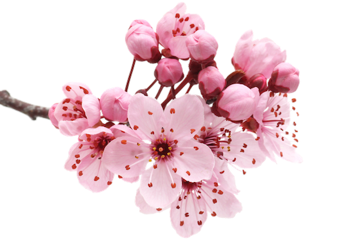 pink flower